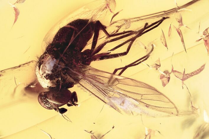 Detailed Fossil Predatory Snipe Fly (Rhagionidae) In Baltic Amber #381321